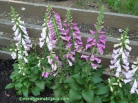 /album/digitalis-purpurea/digitalis-purpurea1-jpg/